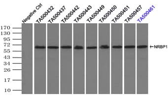NRBP1 / NRBP Antibody (clone OTI4C1)