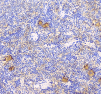 LY9 / CD229 Antibody