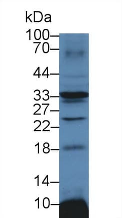 ATP1B3 Antibody (aa61-277, PE)