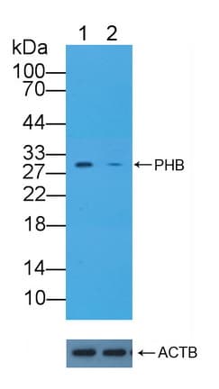 Polyclonal Rabbit anti-Human Prohibitin Antibody (aa177-272, WB)