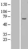 ZFP82 / ZNF545 Protein (Over-Expression Lysate Myc-DDK (Flag))