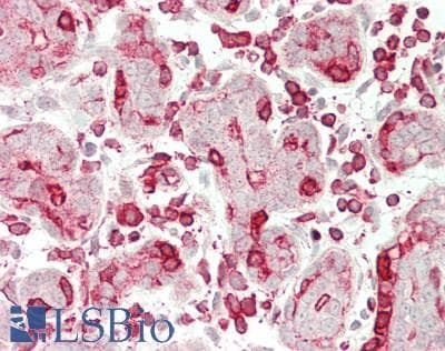 IHC-plus™ Polyclonal Rabbit anti-Human RRAGC / RAGC Antibody (aa266-315, IHC, WB)