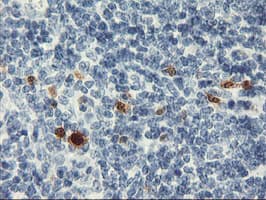 SERPINB2 / PAI-2 Antibody (clone OTI4E6, Carrier-free)