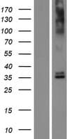 Human OR6N2 Protein (Over-Expression Lysate Myc-DDK (Flag))