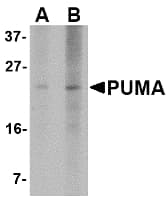 Monoclonal Mouse anti-Human BBC3 / PUMA Antibody (clone 2A8F6, WB)