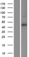 Human FAM69A Protein (Over-Expression Lysate Myc-DDK (Flag))