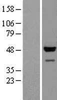 GAPDHS / GAPDS Protein (Over-Expression Lysate Myc-DDK (Flag))