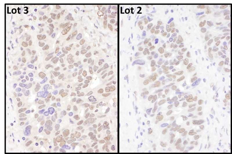 BRD4 Antibody (aa1312-1362)