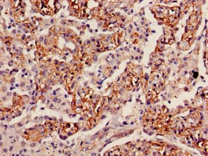 Polyclonal Rabbit anti-Human INMT Antibody (WB)