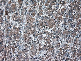 USP13 Antibody (clone OTI4G11)