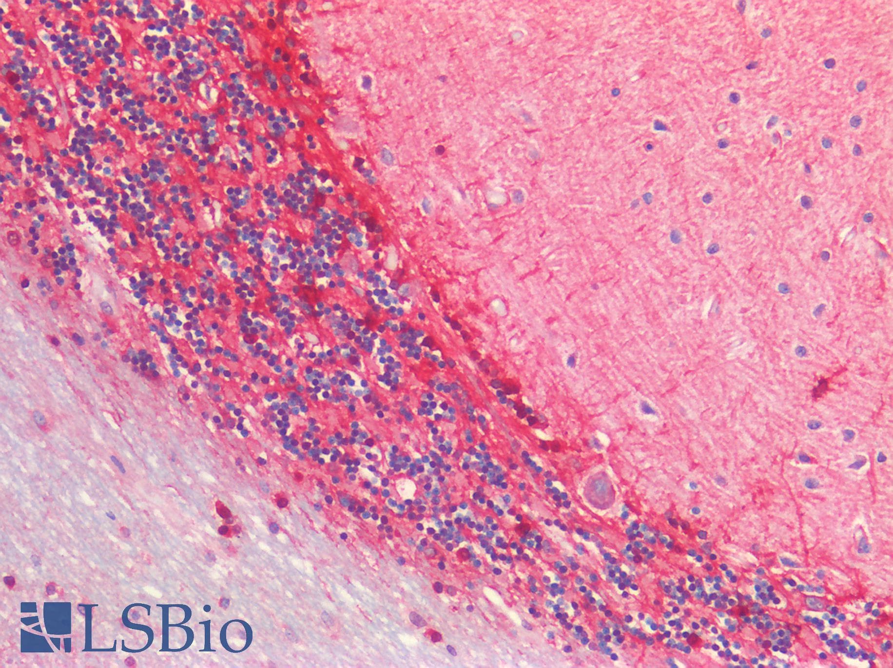 PathPlus™ Polyclonal Rabbit anti-Human GLUL / Glutamine Synthetase Antibody (IHC)