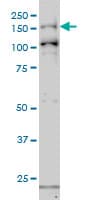 GAK Antibody (clone 4C10)