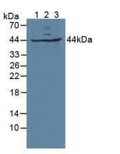 GLRX3 / Glutaredoxin 3 Antibody (aa73-320)
