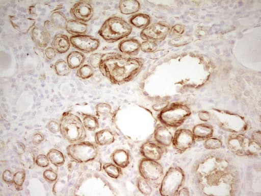 SP110 Antibody (aa232-521, clone OTI1C3)