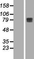 CBFA2T2 / MTGR1 Protein (Over-Expression Lysate Myc-DDK (Flag))
