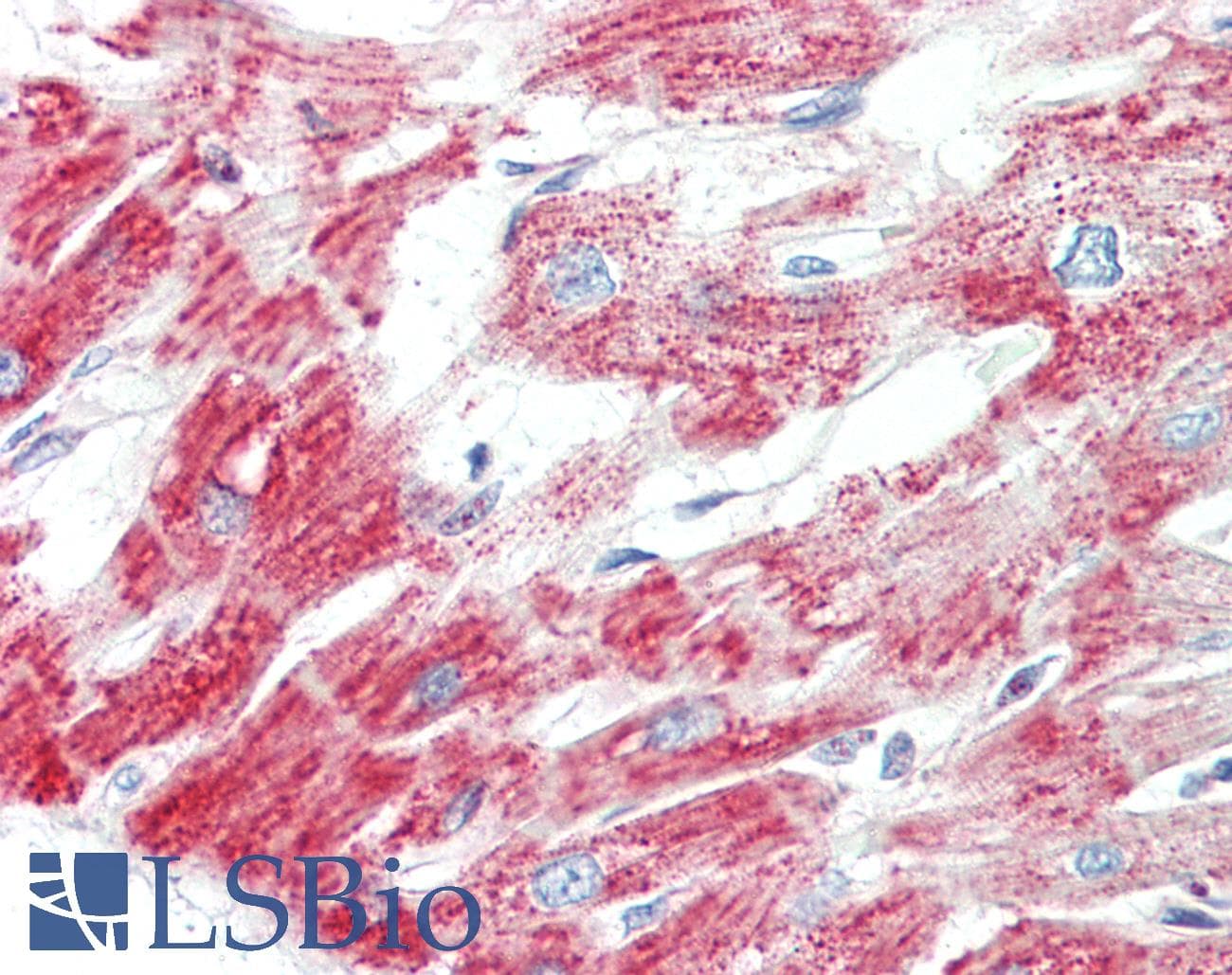 Polyclonal Rabbit anti-Human IDH3A Antibody (aa51-100, IHC, WB)