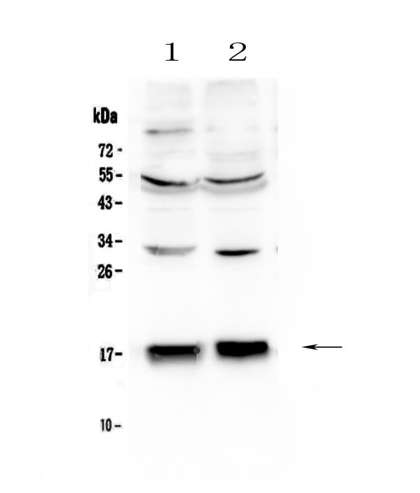 COXIV / COX4 Antibody