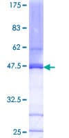 Human CDK2AP2 Protein (Recombinant GST)