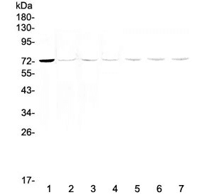 TEC Antibody