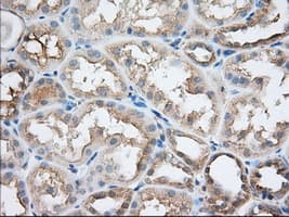 SNX9 / WISP Antibody (clone OTI2A6)