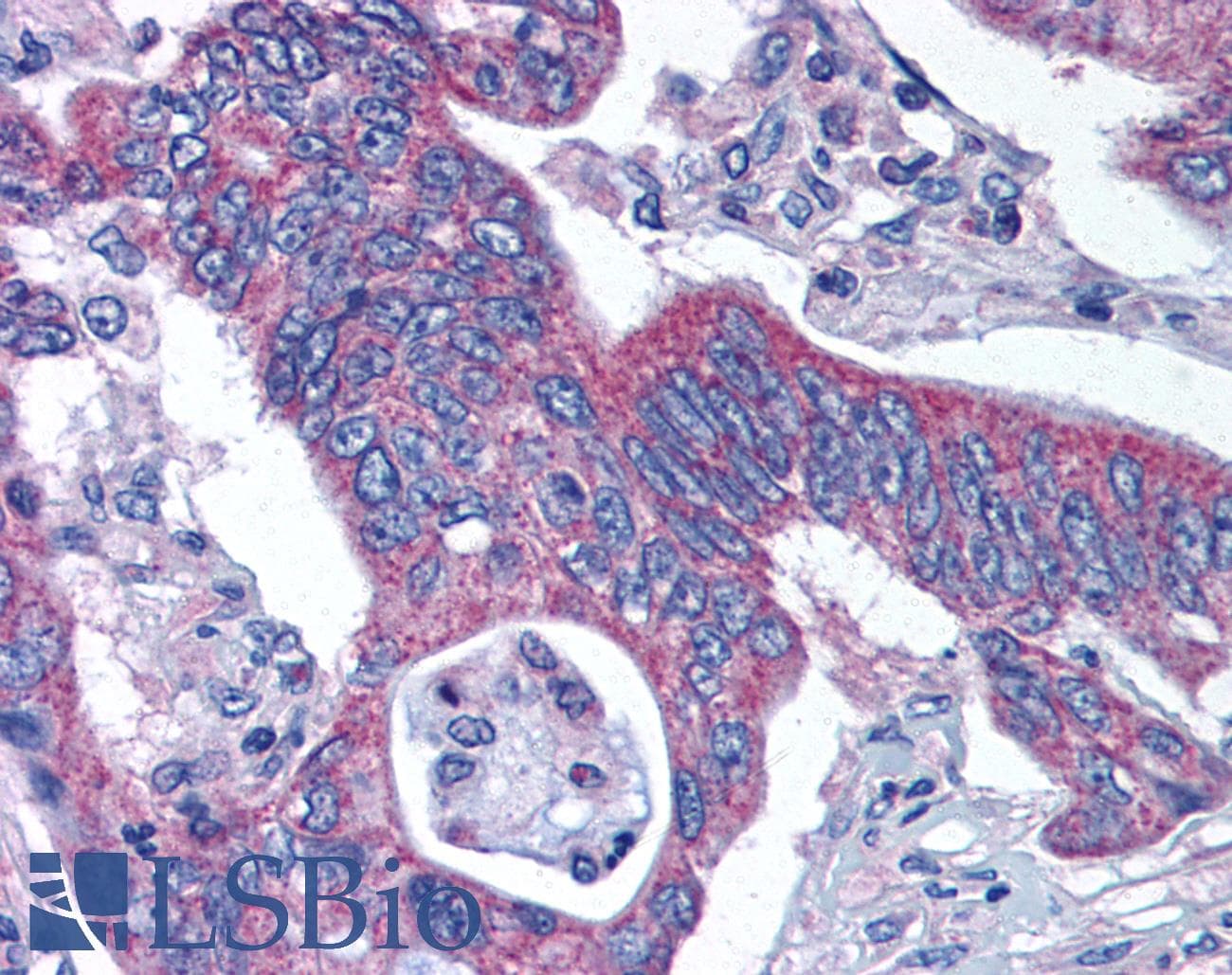 IHC-plus™ KATII / AADAT Antibody (Internal)