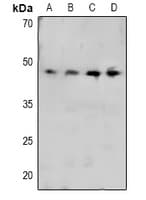 CRK Antibody