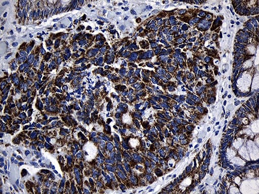 Monoclonal Mouse anti-Human MRPL48 Antibody (clone OTI3C5, IHC, WB)