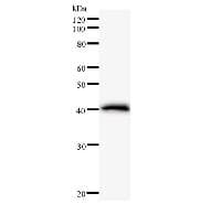 CTCF Antibody (clone 252C3a)