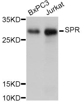 SPR Antibody
