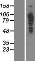 MTHFD1 Protein (Over-Expression Lysate Myc-DDK (Flag))