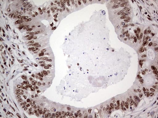 Monoclonal Mouse anti-Human C14orf166 Antibody (clone OTI4A3, IHC, WB)