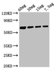 Major Allergen Bla g 1.0101 Antibody