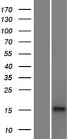 HMSD Protein (Over-Expression Lysate Myc-DDK (Flag))