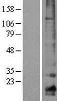 CLDN10 / Claudin 10 Protein (Over-Expression Lysate Myc-DDK (Flag))