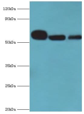 NAMPT / Visfatin Antibody (aa1-280)
