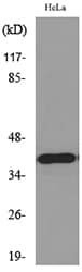 MCL1 / MCL 1 Antibody