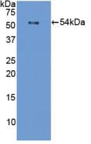 FLG / Filaggrin Antibody (aa119-336, PE)