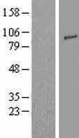 TLR2 Protein (Over-Expression Lysate Myc-DDK (Flag))