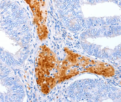 ENPP7 Antibody