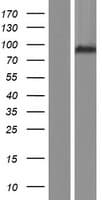 ARHGAP10 Protein (Over-Expression Lysate Myc-DDK (Flag))