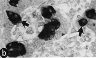 Peptide YY / PYY Antibody
