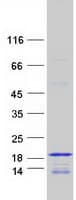 Human HIST3H2BB Protein (Recombinant Myc-DDK (Flag))