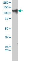 TRIM24 / TIF1 Antibody (clone 2F2)