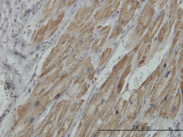 Monoclonal Mouse anti-Human PDHB Antibody (clone 2B2, IHC, WB)