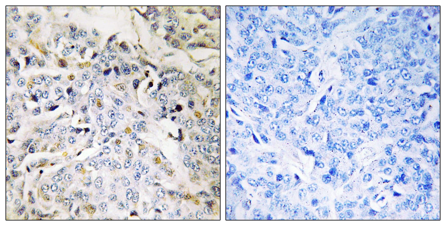RBM34 Antibody (aa345-394)