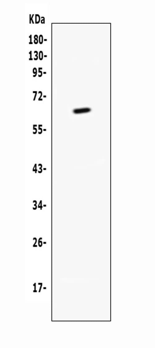 TNFRSF9 / 4-1BB / CD137 Antibody
