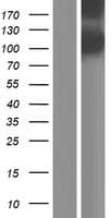 EYS Protein (Over-Expression Lysate Myc-DDK (Flag))