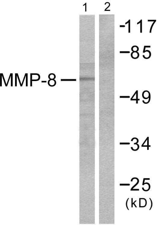 MMP8 Antibody