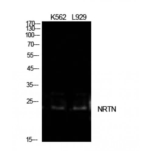 NRTN / Neurturin Antibody (111-160 aa, Internal)