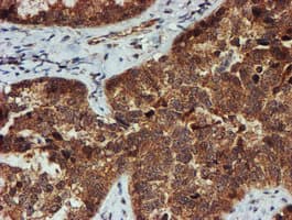 PSMA6 Antibody (clone OTI4C9, Carrier-free)